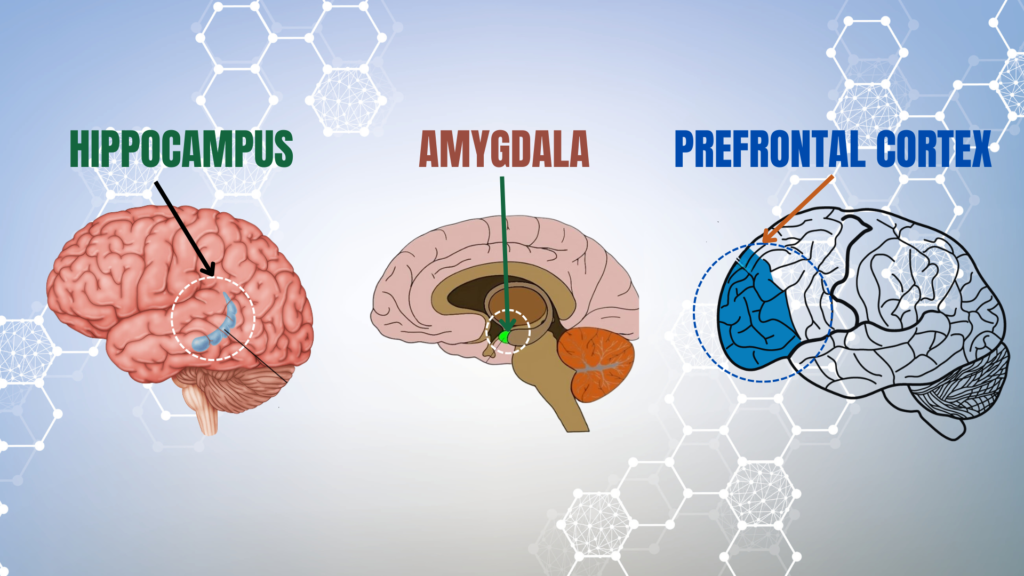 Parts of brain responsible for memory